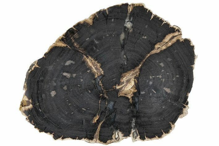 Petrified Wood (Schinoxylon) Round - Blue Forest, Wyoming #184981